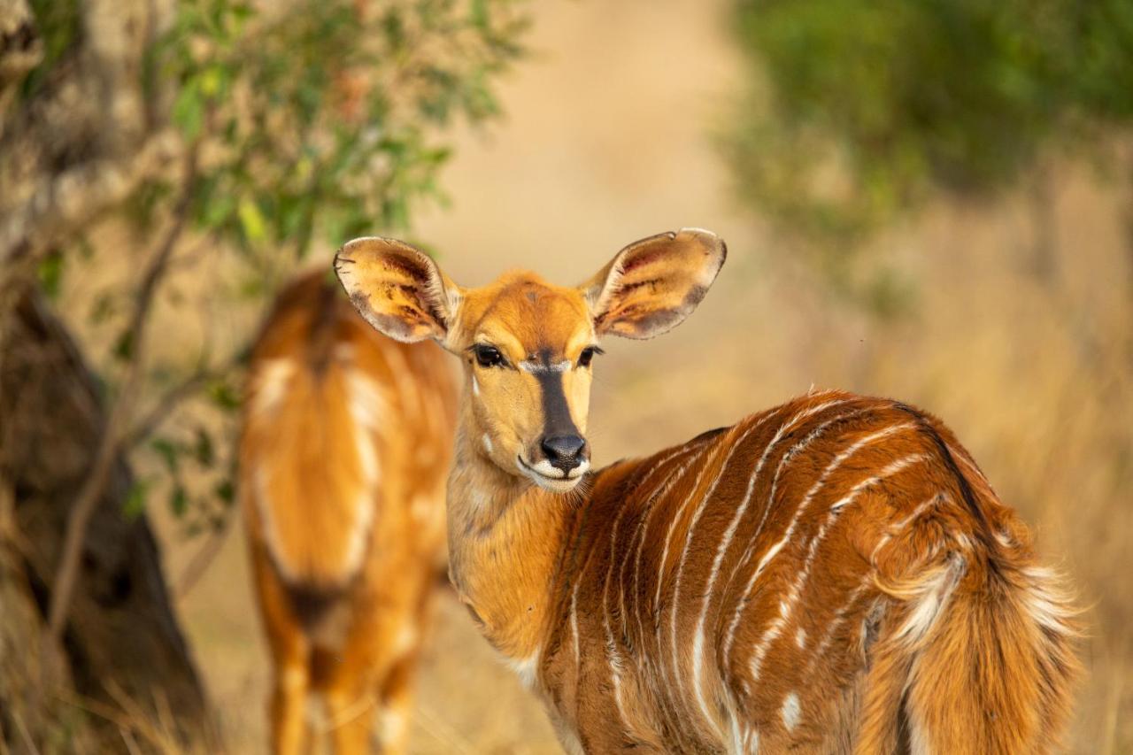 Hekpoort Karee & Wild Olive Guest Lodge מראה חיצוני תמונה